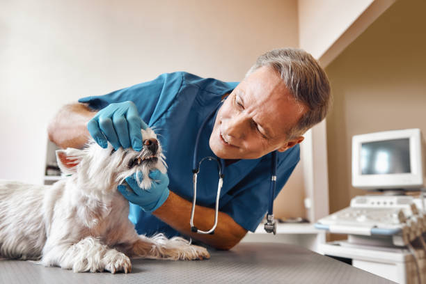 Best Dental Emergency Near Me  in Linden, MI